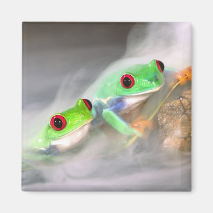 Rotes Auge Treefrog im Nebel, Agalychinis 2 Magnet