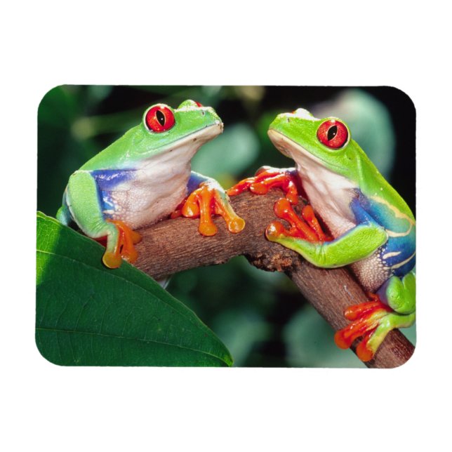 Rotes Auge Treefrog Pair, Agalychinis callidryas Magnet (Horizontal)