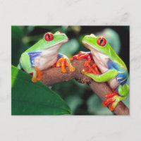 Rotes Auge Treefrog Pair, Agalychinis callidryas