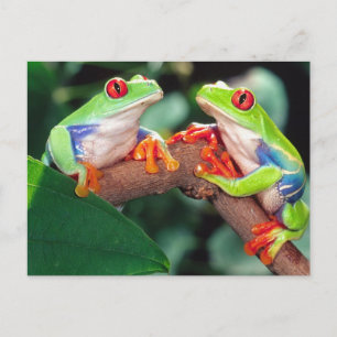 Rotes Auge Treefrog Pair, Agalychinis callidryas Postkarte