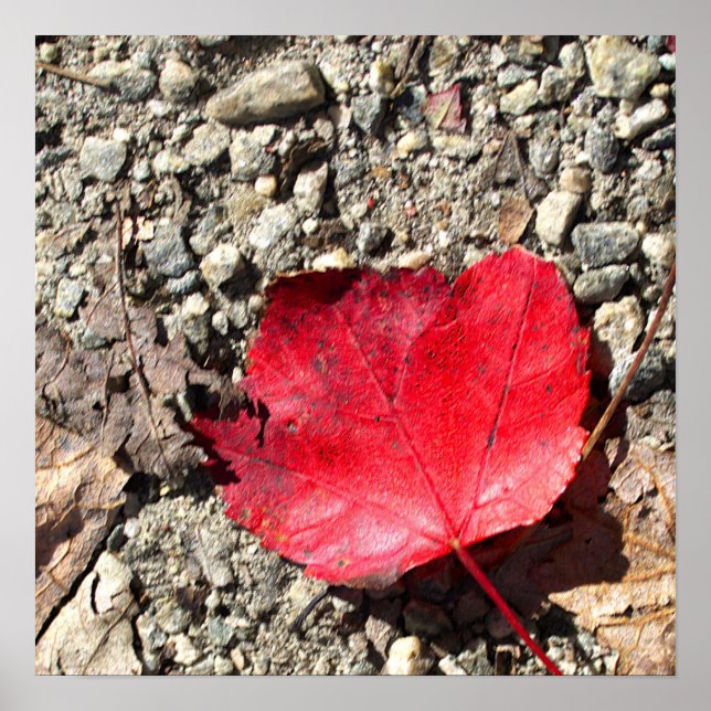 Rotes Blatt Foto Poster (Vorne)