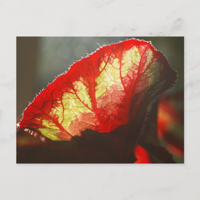 Rotes Blatt Postkarte (Vorderseite)