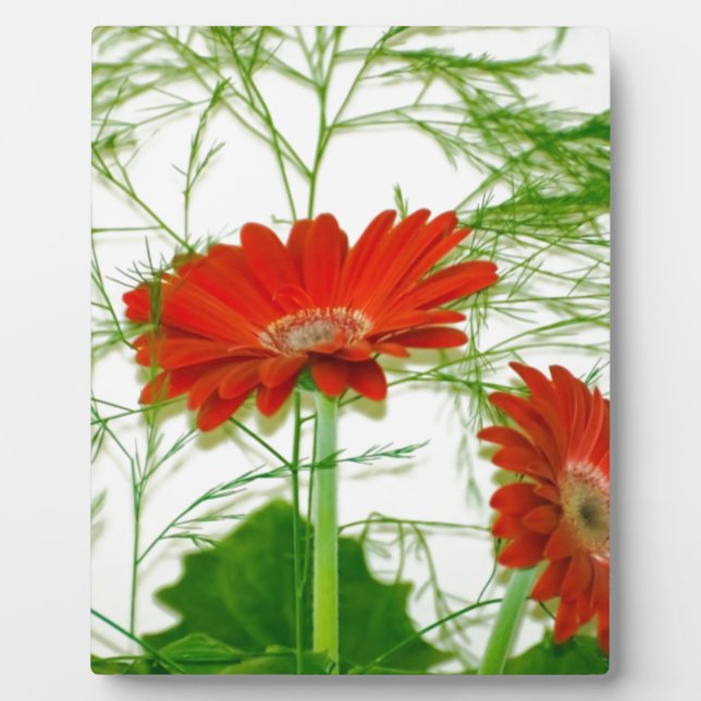 Rotes Blumen Fotoplatte (Vorderseite)