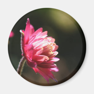 Rotes Blumen-Sonnenlicht-Blumenmagnet Magnet