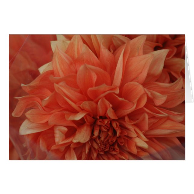 Rotes Blumenkarte *Blank (Vorderseite (Horizontal))