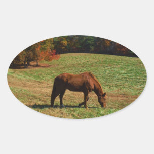 Rotes braunes Pferd, Bäume fallen, blauer Himmel Ovaler Aufkleber