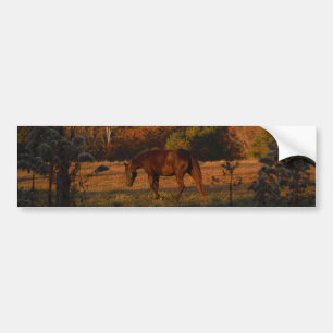 Rotes braunes Pferd, Herbstwald. Autoaufkleber
