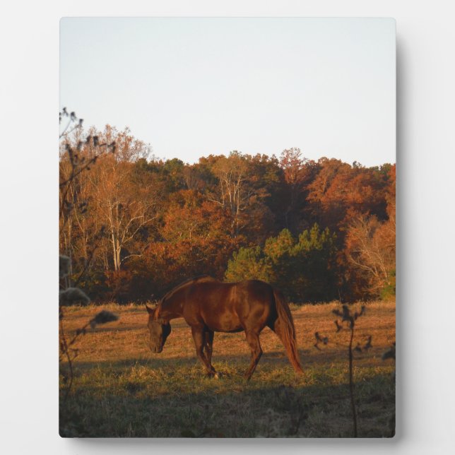 Rotes braunes Pferd, Herbstwald. Fotoplatte (Vorderseite)