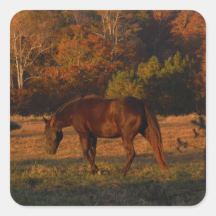 Rotes braunes Pferd, Herbstwald. Quadratischer Aufkleber
