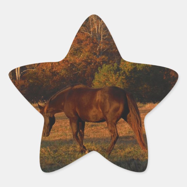 Rotes braunes Pferd, Herbstwald. Stern-Aufkleber (Vorderseite)