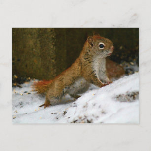 Rotes Eichhörnchen am Vogelfeeder Postkarte
