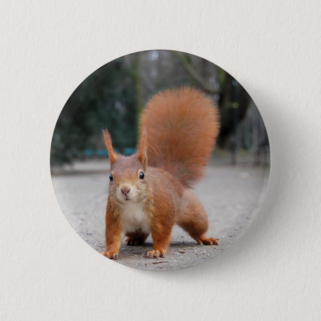 Rotes Eichhörnchen Button (Vorderseite)