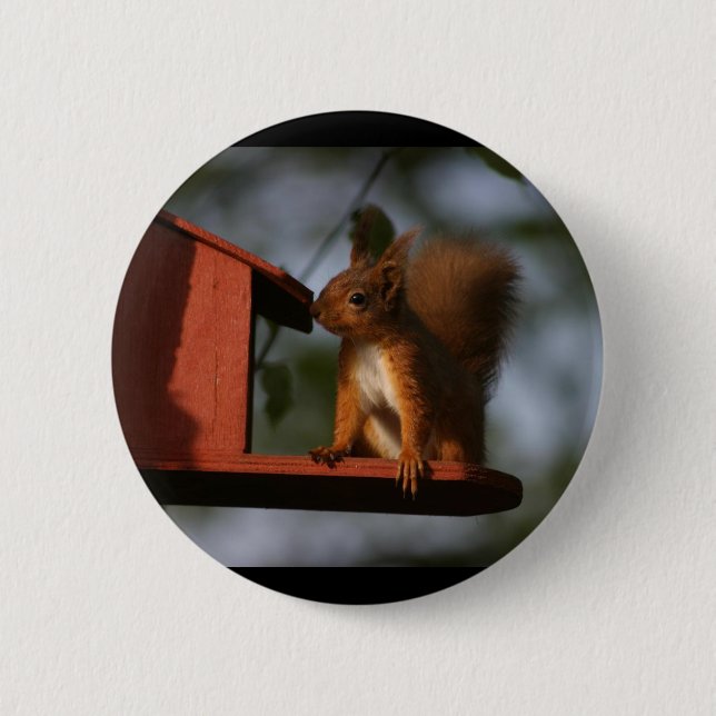 Rotes Eichhörnchen Button (Vorderseite)