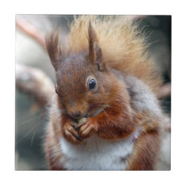 Rotes Eichhörnchen Fliese