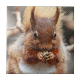 Rotes Eichhörnchen Fliese