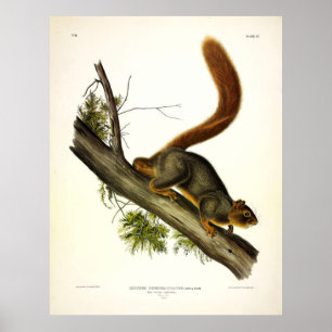 Rotes Eichhörnchen (Fox-Eichhörnchen) von Audubon Poster