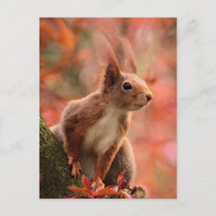 Rotes Eichhörnchen im Herbst/Herbst Foto Postkarte