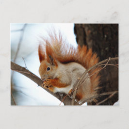 Rotes Eichhörnchen im Winter Fur Postkarte