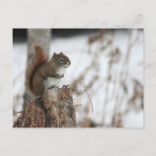 Rotes Eichhörnchen im Wintertime Foto Postkarte