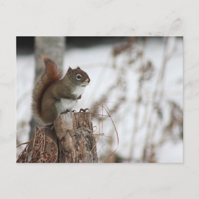Rotes Eichhörnchen im Wintertime Foto Postkarte (Vorderseite)