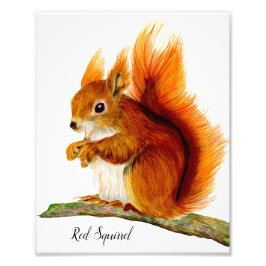 Rotes Eichhörnchen in Aquarellfarben Kunst, Dichtu Fotodruck