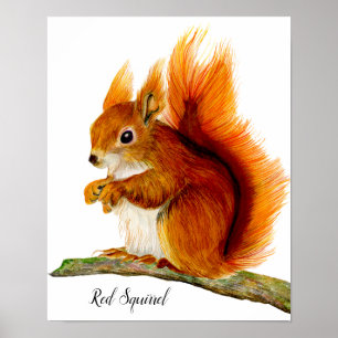 Rotes Eichhörnchen in Aquarellfarben Kunst, Dichtu Poster