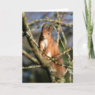 Rotes Eichhörnchen in einem Baum Karte