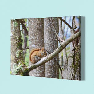 Rotes Eichhörnchen in Holz Leinwanddruck