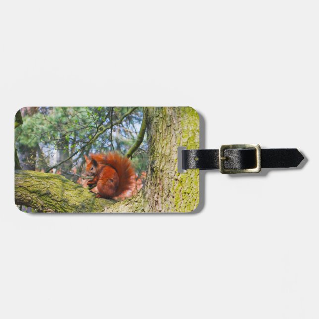 Rotes Eichhörnchen in Kopenhagen, Dänemark Gepäckanhänger (Vorderseite horizontal)