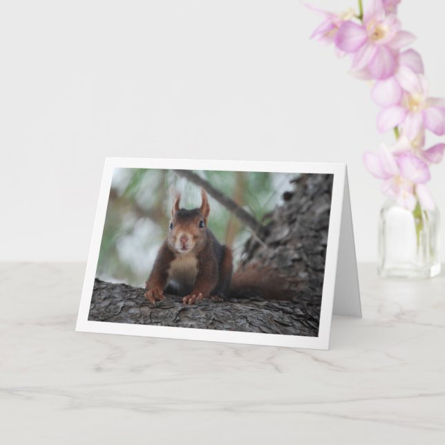Rotes Eichhörnchen Karte (Orchidee)