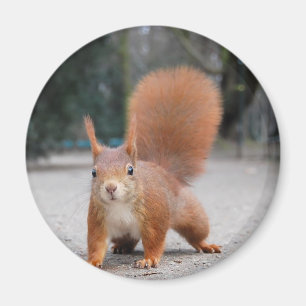 Rotes Eichhörnchen Magnet