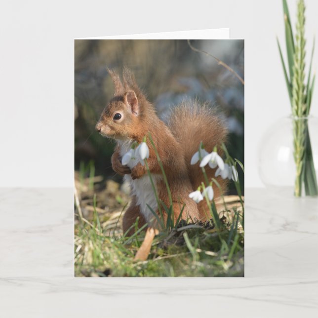Rotes Eichhörnchen mit Glenalmond-Karte Karte (Vorderseite)