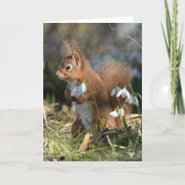Rotes Eichhörnchen mit Glenalmond-Karte Karte