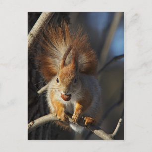 Rotes Eichhörnchen mit Haselnuss Postkarte