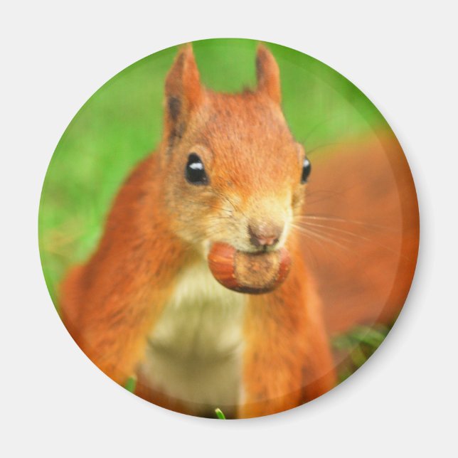Rotes Eichhörnchen mit Nuss Magnet (Vorne)