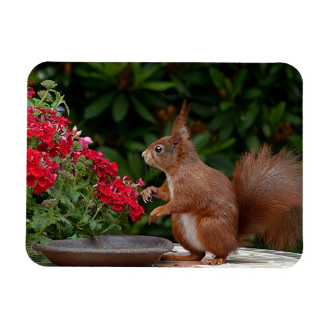 Rotes Eichhörnchen mit Roter Blume Bush Magnet (Horizontal)