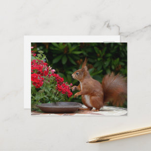 Rotes Eichhörnchen mit Roter Blume Bush Postkarte