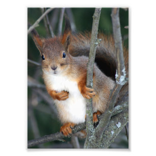 Rotes Eichhörnchen-Nahaufnahme Fotodruck