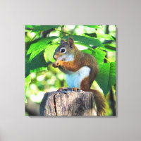 Rotes Eichhörnchen-Portrait