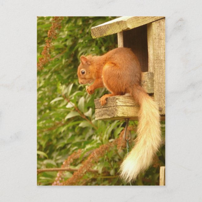 Rotes Eichhörnchen Postkarte (Vorderseite)