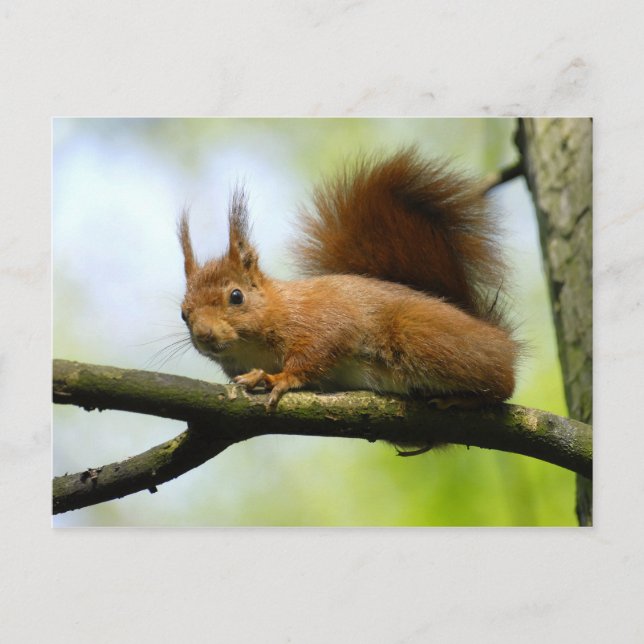 Rotes Eichhörnchen Postkarte (Vorderseite)