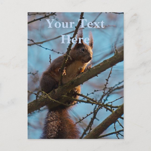 Rotes Eichhörnchen  Postkarte (Vorderseite)