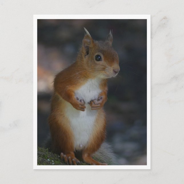 Rotes Eichhörnchen Postkarte (Vorderseite)