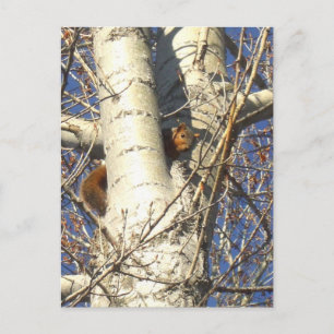 Rotes Eichhörnchen-Postkarte Postkarte