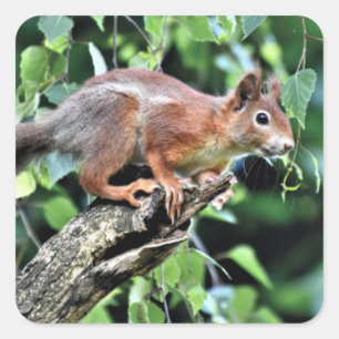 Rotes Eichhörnchen Quadratischer Aufkleber