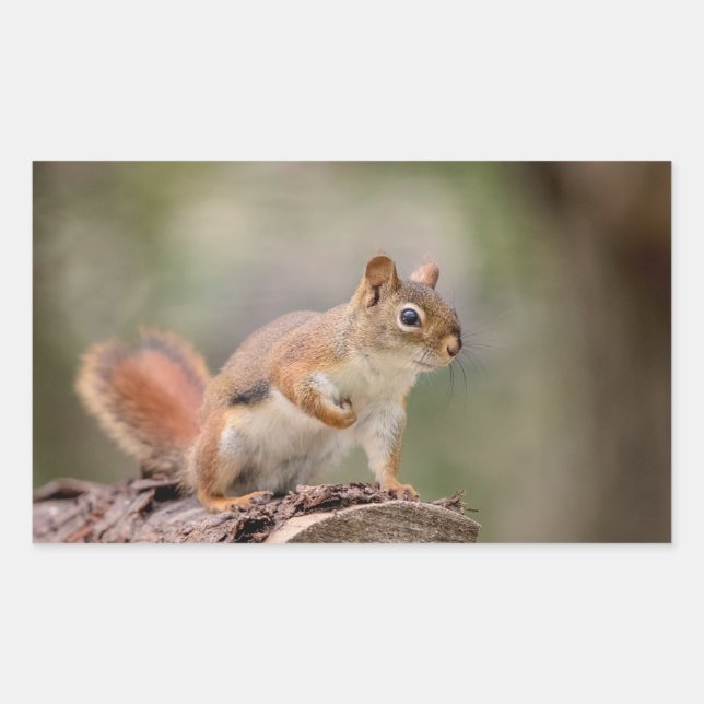 Rotes Eichhörnchen Rechteckiger Aufkleber (Vorderseite)