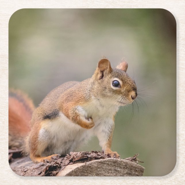 Rotes Eichhörnchen Rechteckiger Pappuntersetzer (Vorderseite)