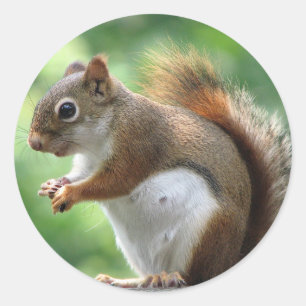 Rotes Eichhörnchen Runder Aufkleber