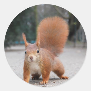 Rotes Eichhörnchen Runder Aufkleber