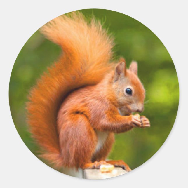 Rotes Eichhörnchen Runder Aufkleber (Vorderseite)